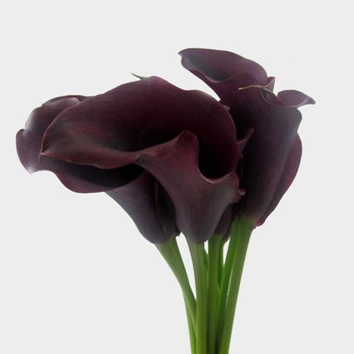 19 Mini Calla Lily Spray Orange pack of 12 19 Mini Calla Lily Spray Orange pack of 12